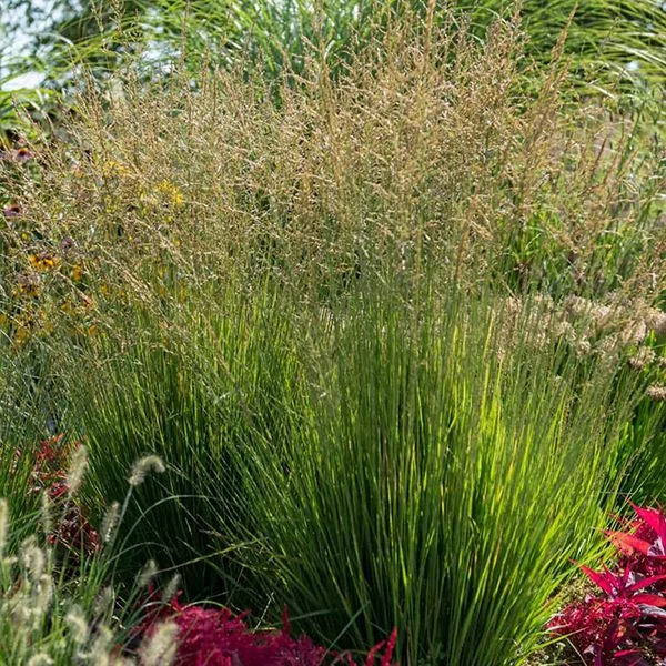 Molinia caerulea 'Heidezwerg' – Közönséges kékperje