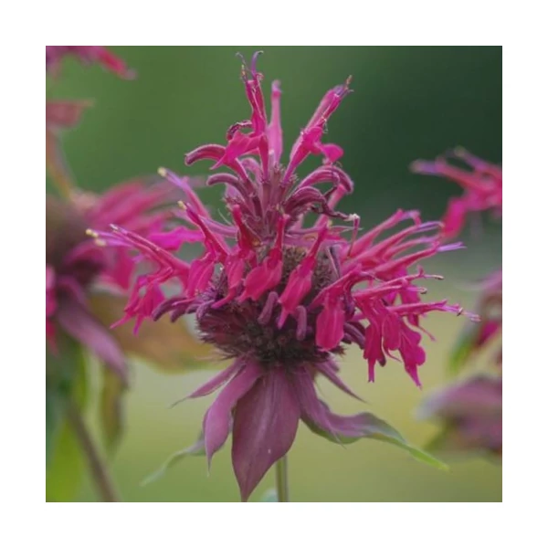 Monarda 'Amazone' – Méhbalzsam