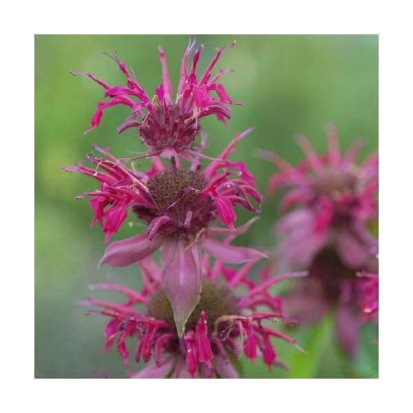 Monarda 'Amazone' – Méhbalzsam