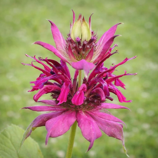 Monarda 'Amazone' – Méhbalzsam