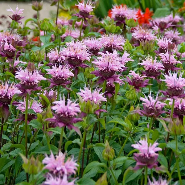 Monarda 'Beauty of Cobham' – Méhbalzsam