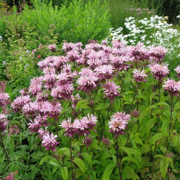 Monarda 'Beauty of Cobham' – Méhbalzsam