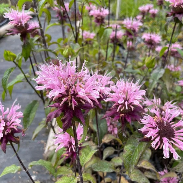 Monarda 'Beauty of Cobham' – Méhbalzsam