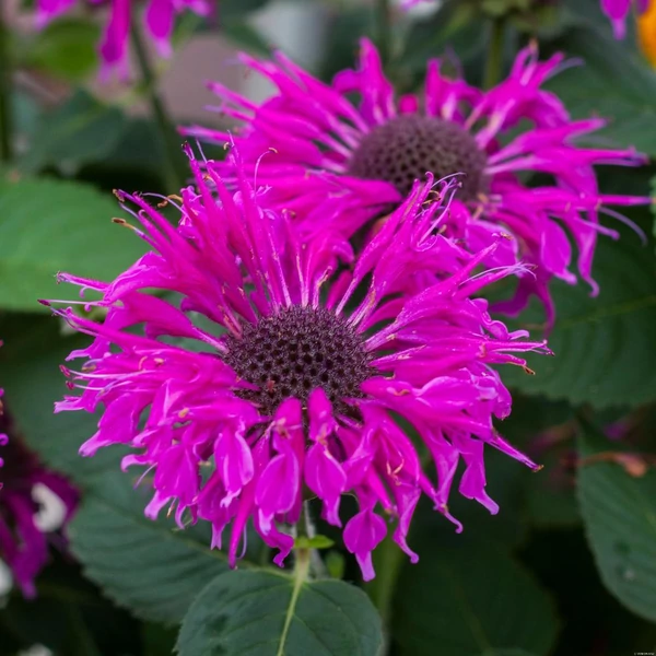 Monarda 'Bee-Free' – Méhbalzsam