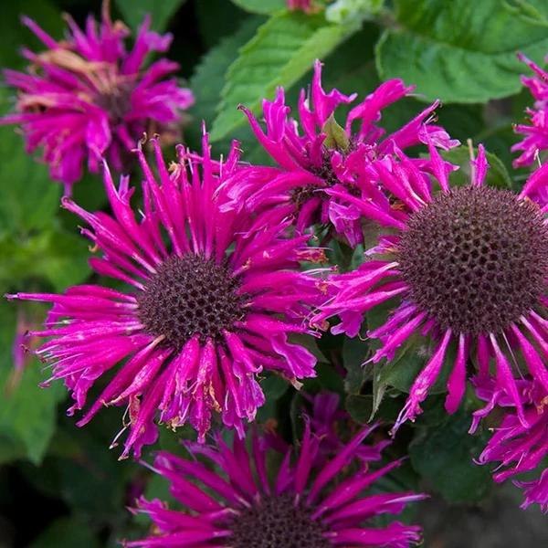 Monarda 'Bee-Free' – Méhbalzsam