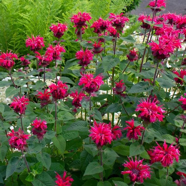 Monarda 'Bee-Happy' – Méhbalzsam