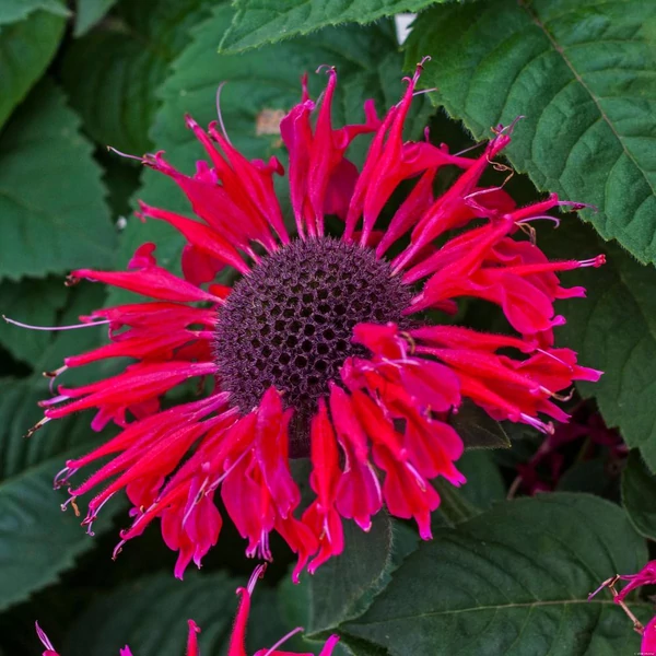 Monarda 'Bee-Happy' – Méhbalzsam