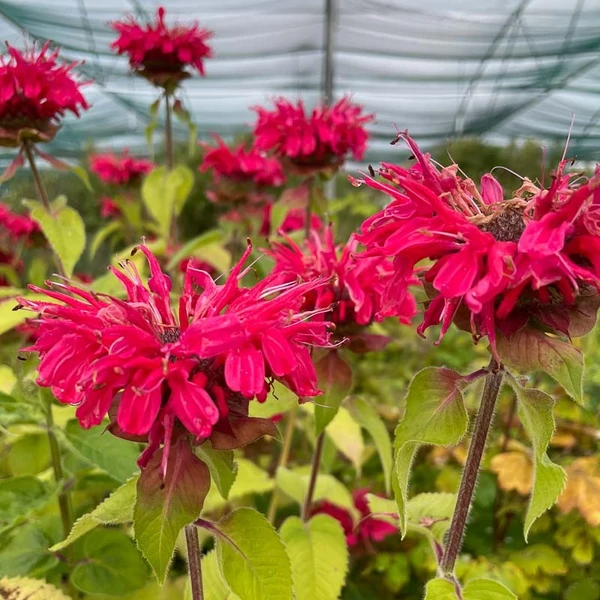 Monarda 'Bee-Happy' – Méhbalzsam