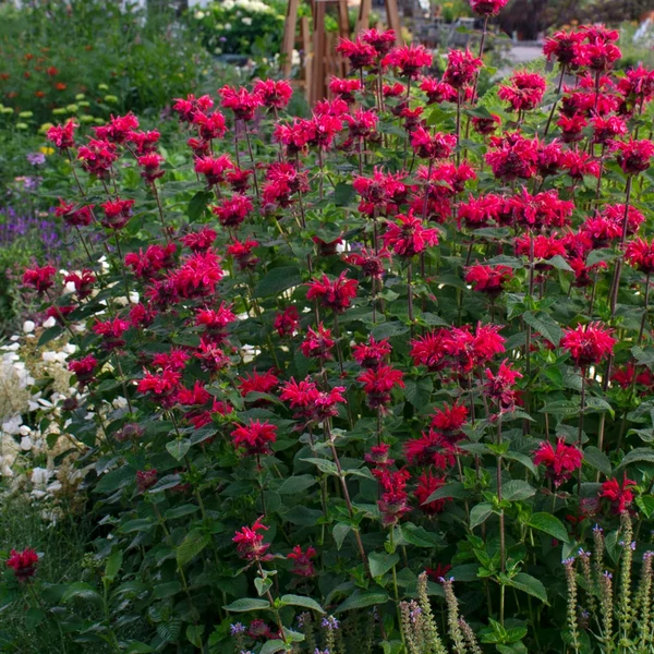 Monarda 'Bee-Happy' – Méhbalzsam