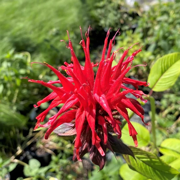 Monarda didyma 'Jacob Cline' – Méhbalzsam