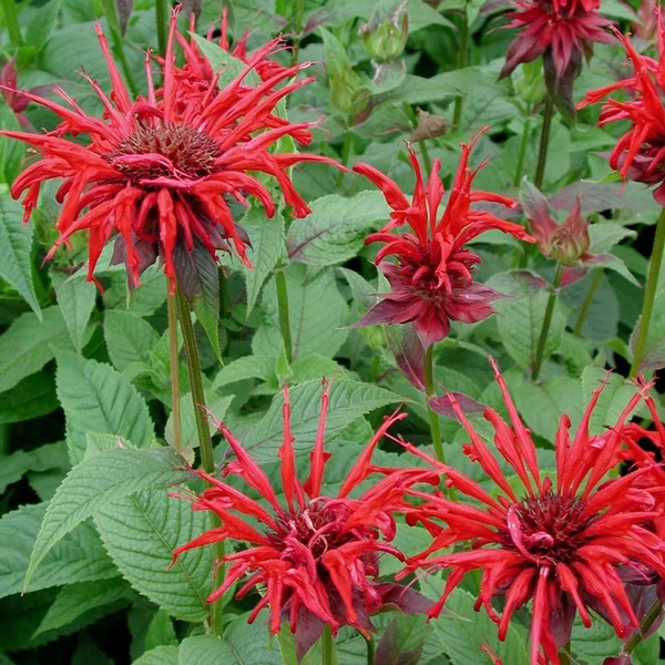 Monarda didyma 'Jacob Cline' – Méhbalzsam