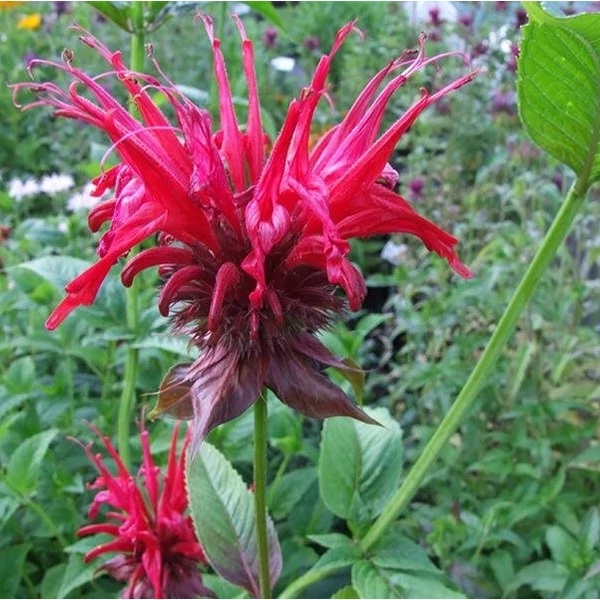Monarda didyma 'Jacob Cline' – Méhbalzsam