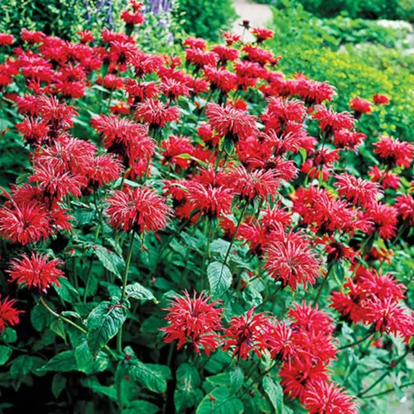 Monarda didyma 'Jacob Cline' – Méhbalzsam
