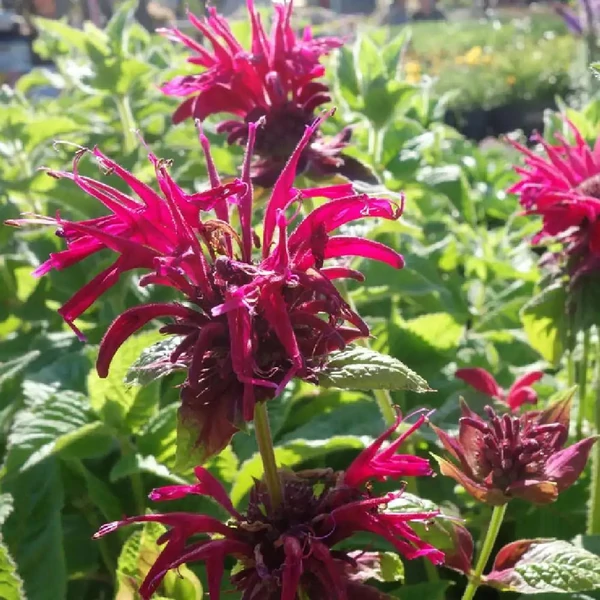 Monarda 'Mahogany' – Méhbalzsam