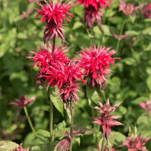 Monarda 'Mahogany' – Méhbalzsam