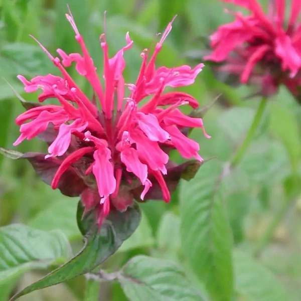 Monarda 'Mahogany' – Méhbalzsam