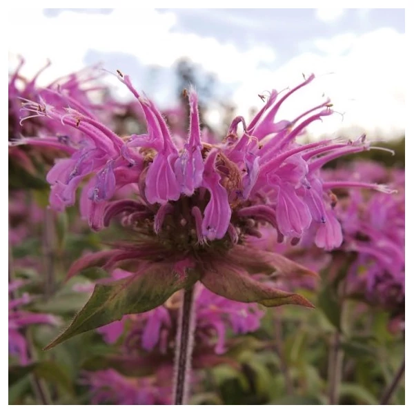 Monarda 'Violet Queen' – Méhbalzsam