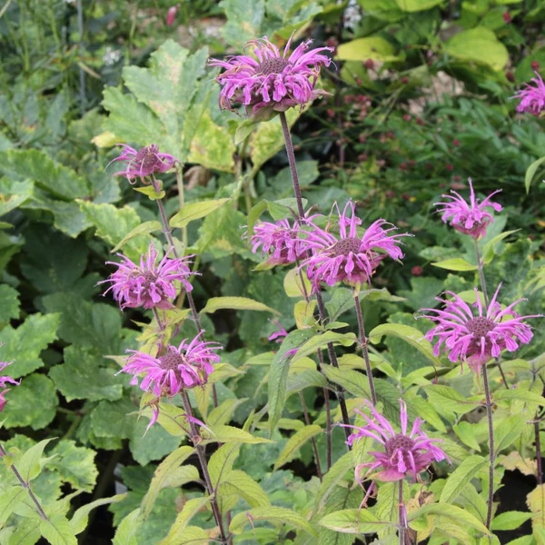 Monarda 'Violet Queen' – Méhbalzsam