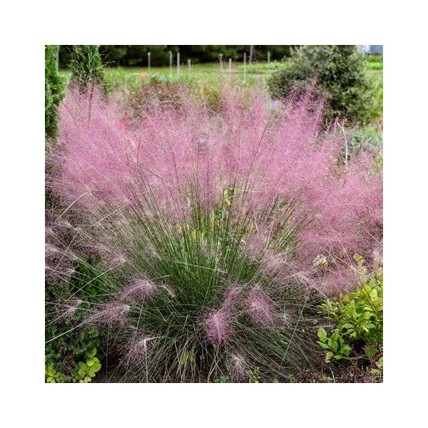 Muhlenbergia reverchonii 'Undaunted' – Vattacukorfű
