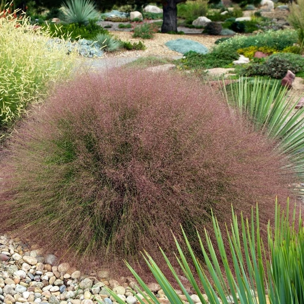 Muhlenbergia reverchonii 'Undaunted' – Vattacukorfű