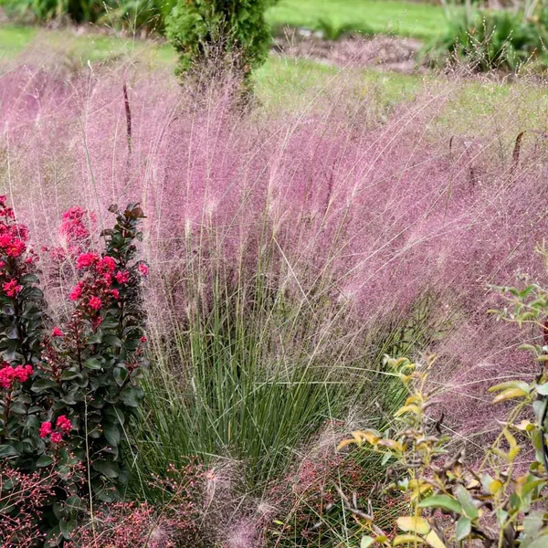 Muhlenbergia reverchonii 'Undaunted' – Vattacukorfű
