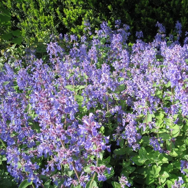 Nepeta x faassenii – Macskamenta