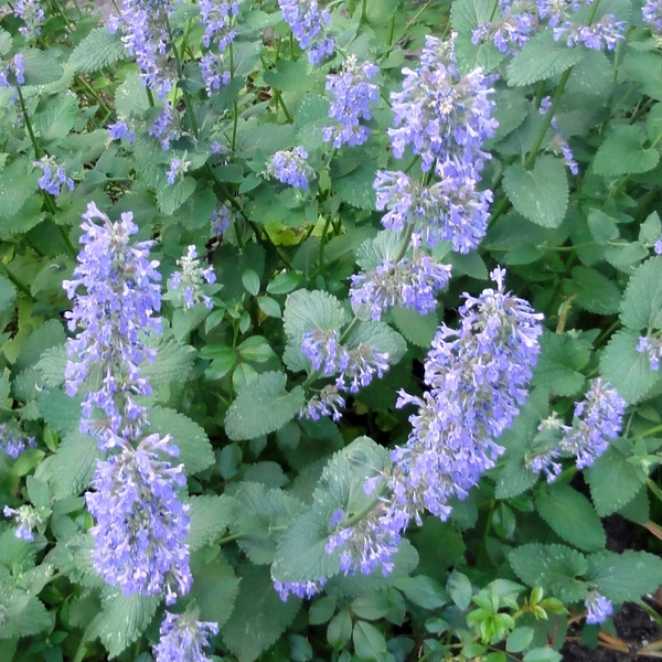 Nepeta x faassenii – Macskamenta