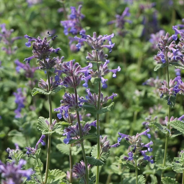 Nepeta x faassenii – Macskamenta