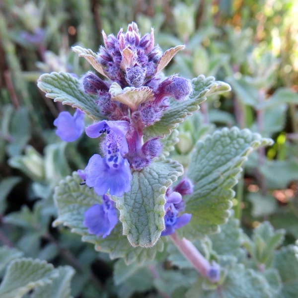 Nepeta x faassenii – Macskamenta