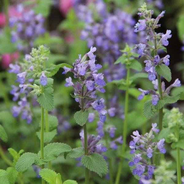 Nepeta racemosa 'Grog' - Kaukázusi macskamenta