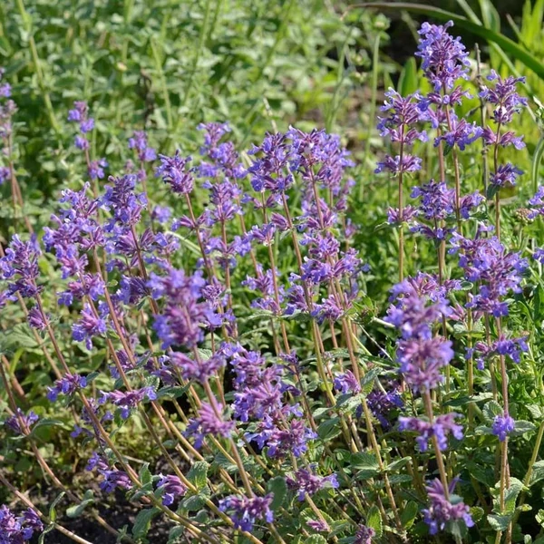 Nepeta racemosa 'Grog' - Kaukázusi macskamenta