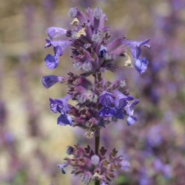 Nepeta racemosa 'Grog' - Kaukázusi macskamenta
