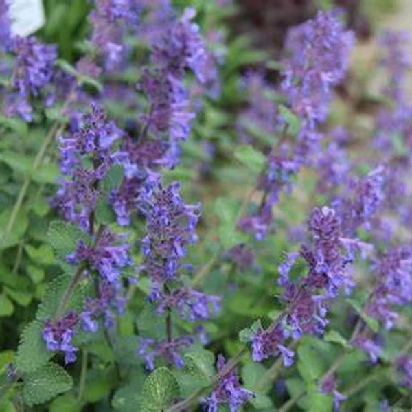 Nepeta racemosa 'Odeur Citron' – Kaukázusi macskamenta