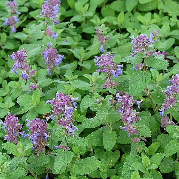 Nepeta racemosa 'Odeur Citron' – Kaukázusi macskamenta
