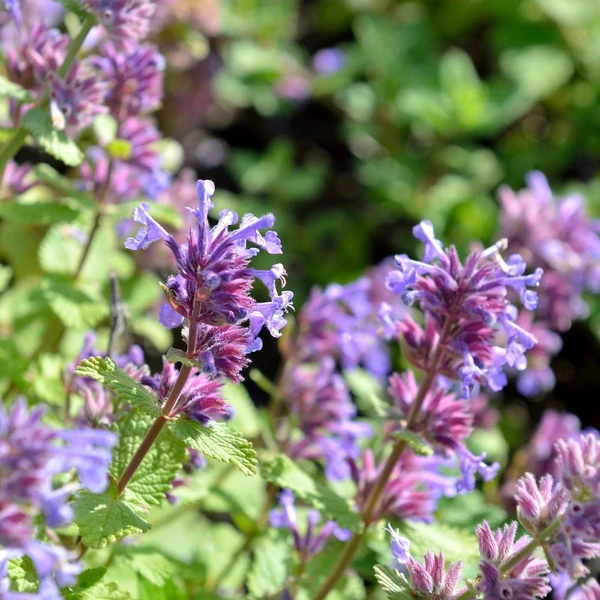 Nepeta racemosa 'Odeur Citron' – Kaukázusi macskamenta