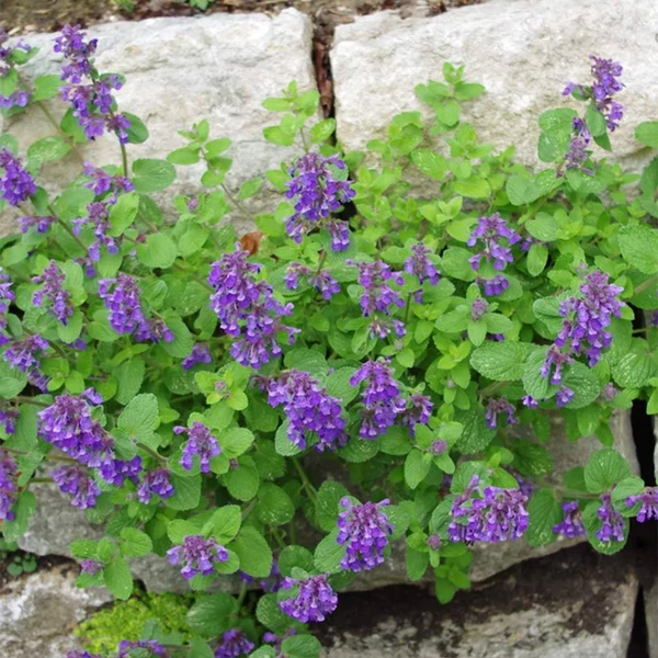 Nepeta racemosa 'Odeur Citron' – Kaukázusi macskamenta