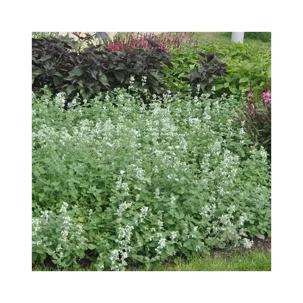 Nepeta racemosa 'Snowflake' – Kaukázusi macskamenta