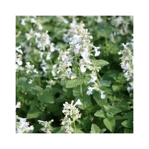 Nepeta racemosa 'Snowflake' – Kaukázusi macskamenta