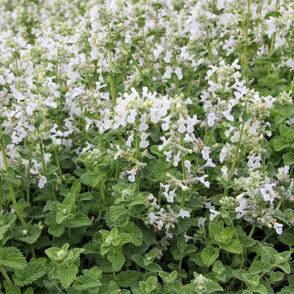 Nepeta racemosa 'Snowflake' – Kaukázusi macskamenta