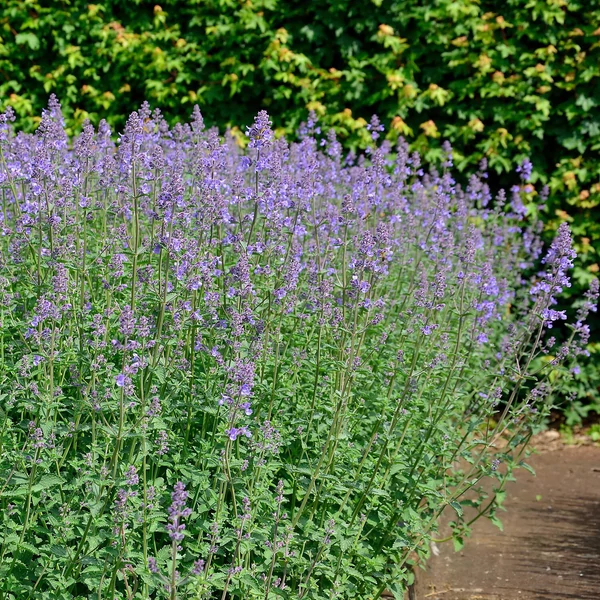 Nepeta 'Six Hills Giant' - Macskamenta