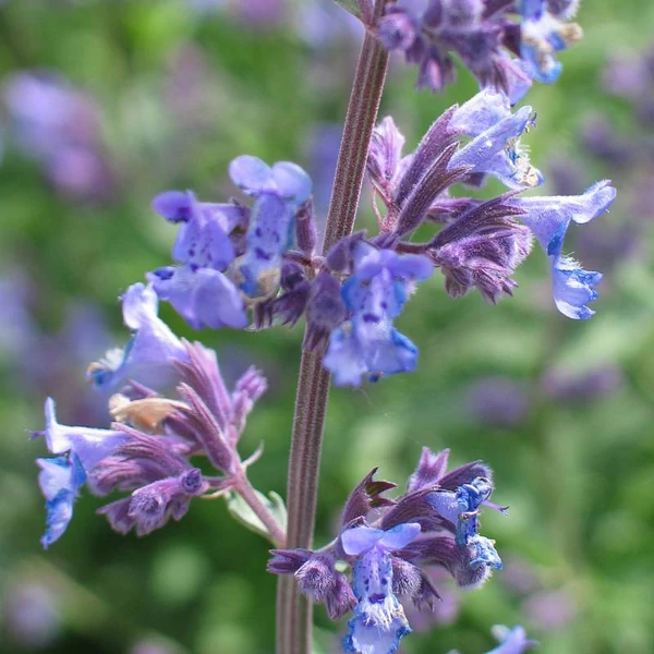 Nepeta 'Six Hills Giant' - Macskamenta