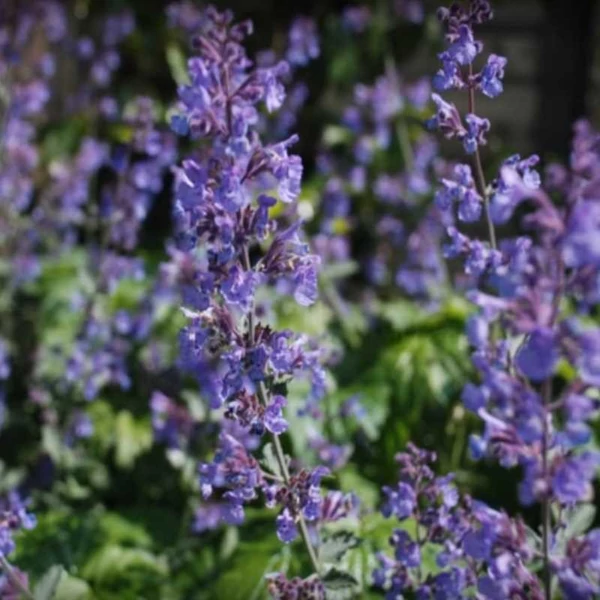 Nepeta 'Six Hills Giant' - Macskamenta