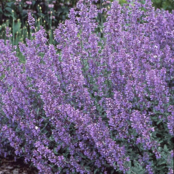 Nepeta 'Walker's Low' – Kerti macskamenta