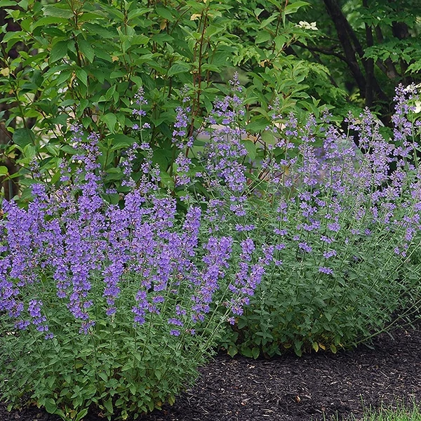 Nepeta 'Walker's Low' – Kerti macskamenta