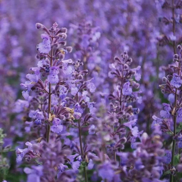 Nepeta 'Walker's Low' – Kerti macskamenta