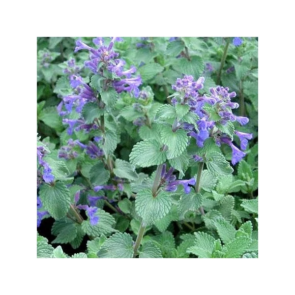 Nepeta x faassenii 'Kit Cat' - Macskamenta