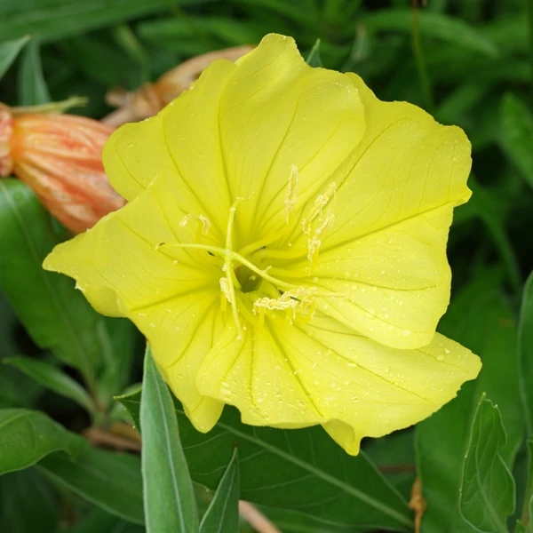 Oenothera macrocarpa (missouriensis) - Missouri ligetszépe