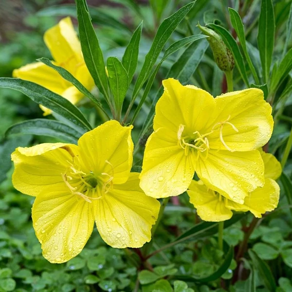 Oenothera macrocarpa (missouriensis) - Missouri ligetszépe