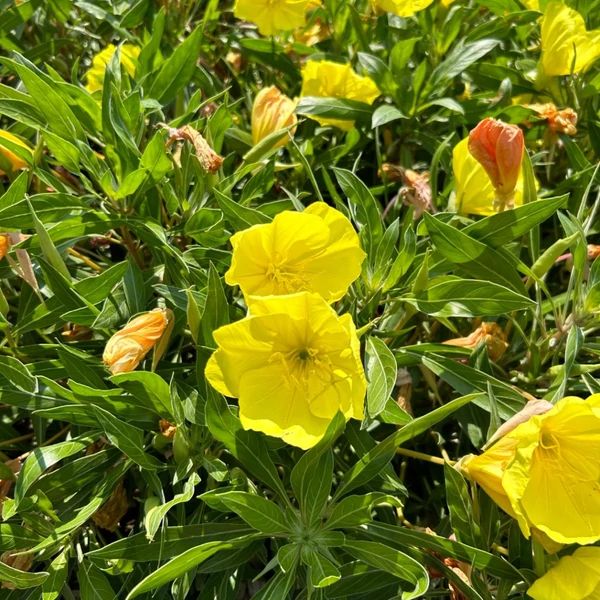 Oenothera macrocarpa (missouriensis) - Missouri ligetszépe