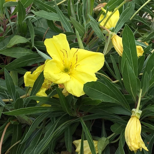 Oenothera macrocarpa (missouriensis) - Missouri ligetszépe